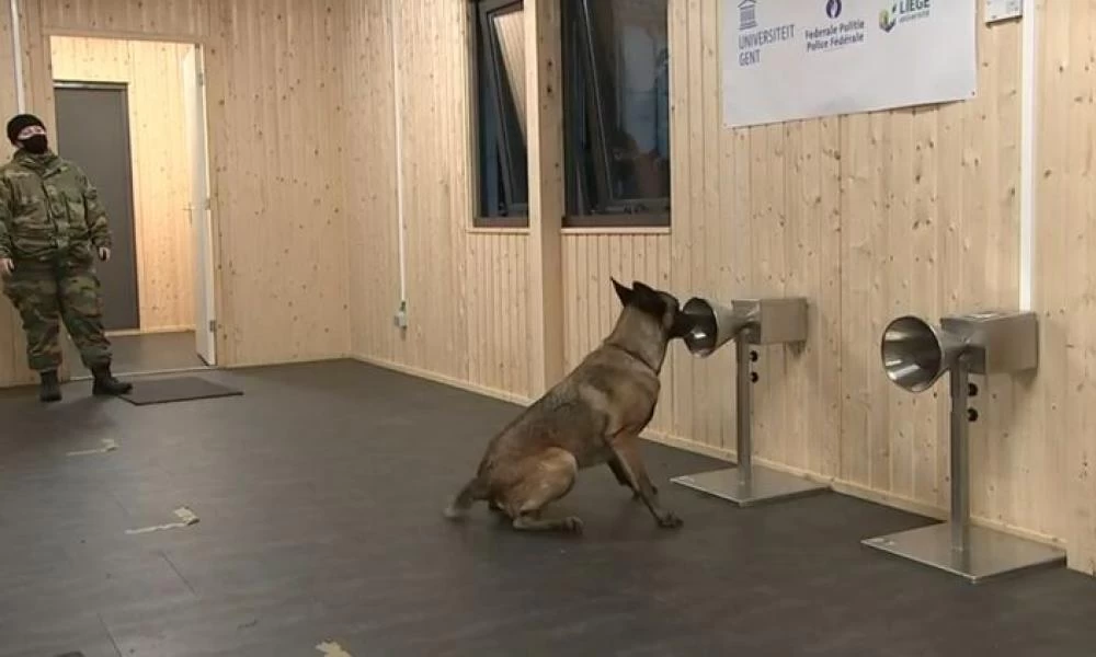 Βέλγιο: Οι σκύλοι μυρίζουν τον κορονοϊό με σχεδόν 100% ακρίβεια